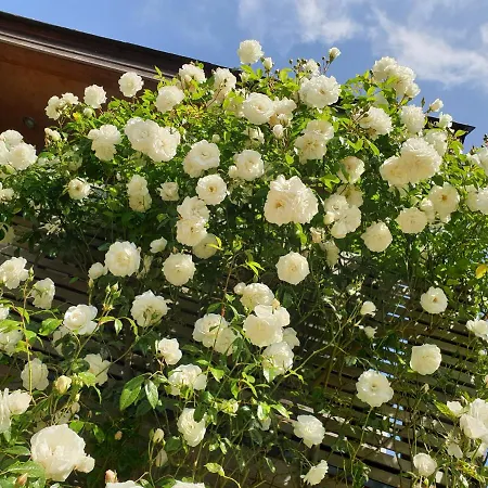 Tatil Evi Bayeusaine Center & Garden *