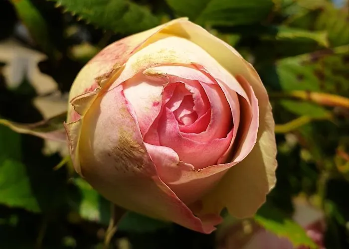 Bayeusaine, Maison Centre Historique - 3 * Bayeux