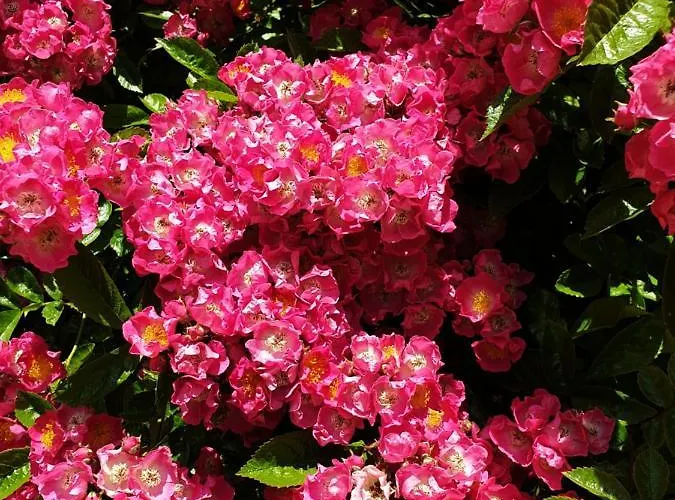 Bayeusaine, Maison Centre Historique - 3 * Bayeux