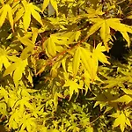 Bayeusaine Center & Garden *