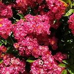 Bayeusaine Center & Garden * Bayeux