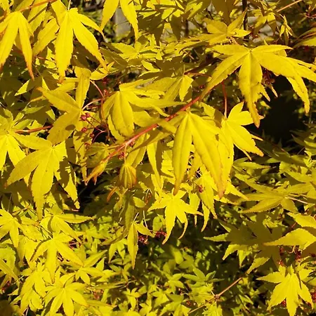 Bayeusaine Center & Garden *