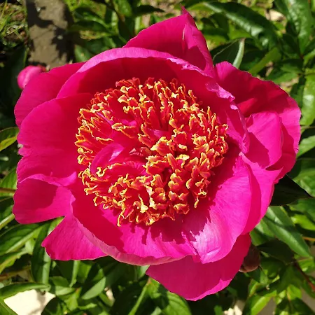 Feriehus Bayeusaine Center & Garden Bayeux