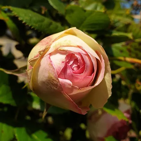 Bayeusaine Center & Garden * 바이외