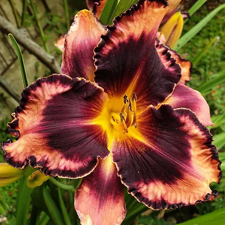 Bayeusaine, Maison Centre Historique - 3 *