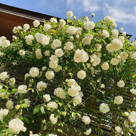Bayeusaine Center & Garden 바이외