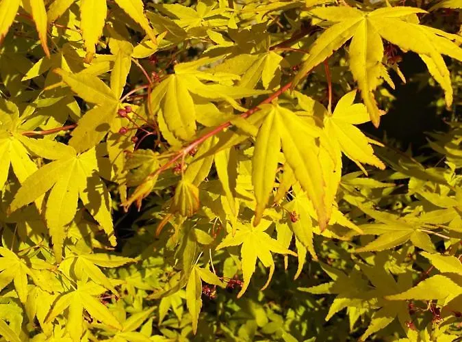 Bayeusaine, Maison Centre Historique - 3 *